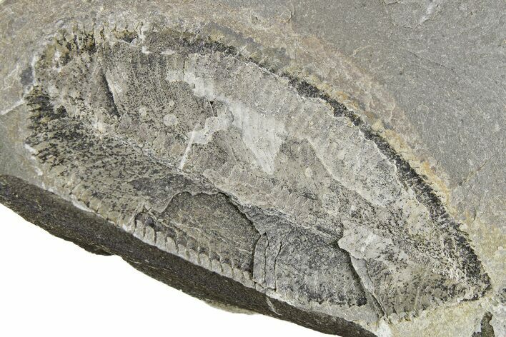 Ordovician Graptolite (Phyllograptus) Fossil - Utah #255183